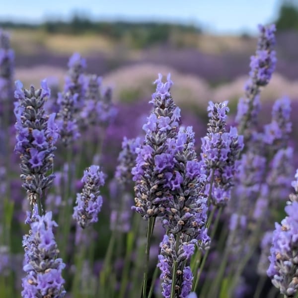 Culinary Lavender: What is culinary lavender? - Lavender Connection