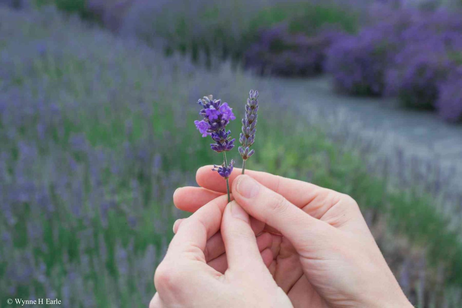 Lavandula Angustifolia Vs Intermedia Lavender Connection 2895