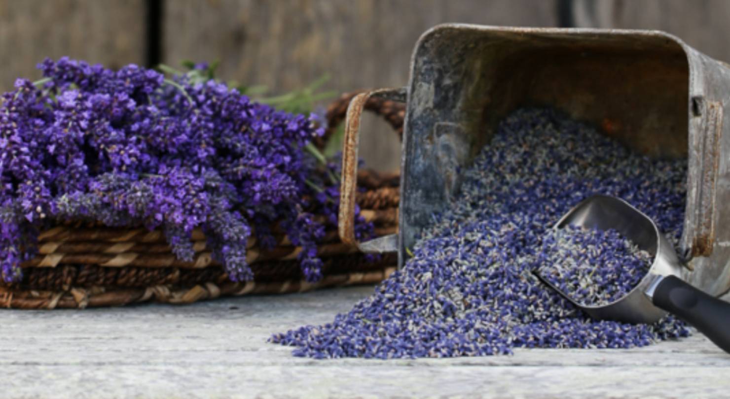 All About Edible Flowers - How to Use Lavender