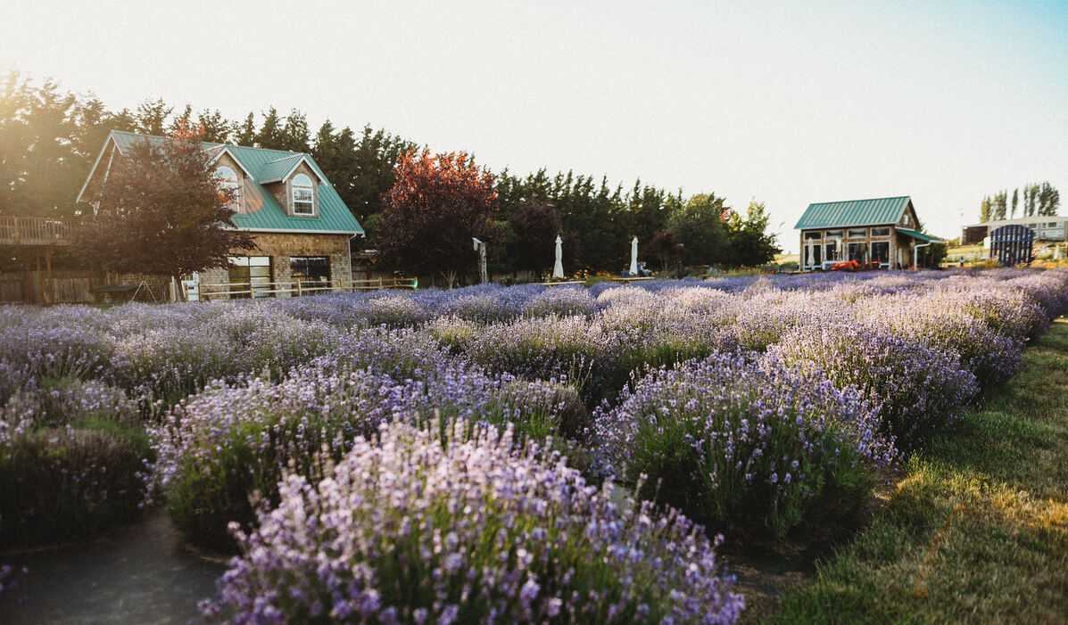 In Bloom Lavender Farm